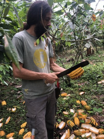 How-we-are-revolutionizing-the-craft-chocolate-industry-with-agroforestry-and-Food-Forests