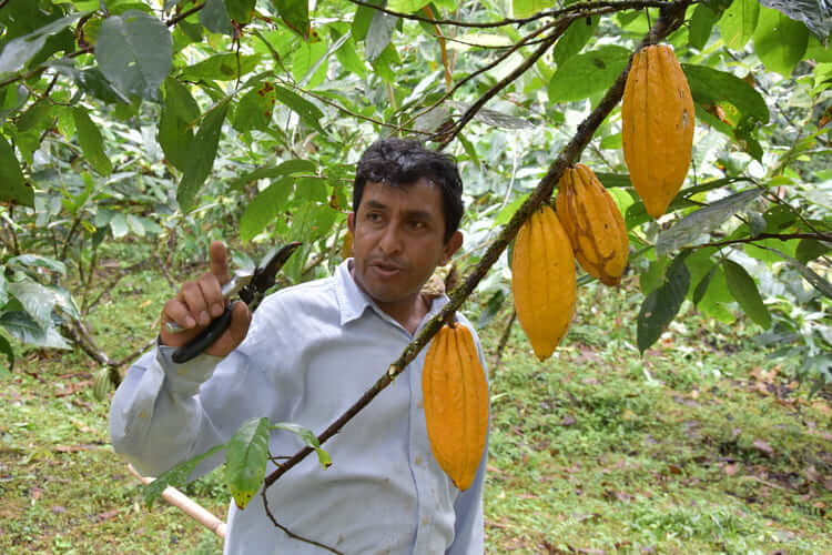 From-Farm-to-Bar-The-Journey-of-Our-Regenerative-Cacao