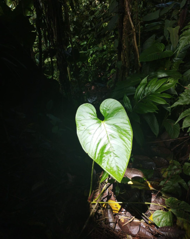 Revitalizing-Nature:-a-decade-of-success-in-agroforestry-restoration-at-Mashpi-Shungo-chocolates